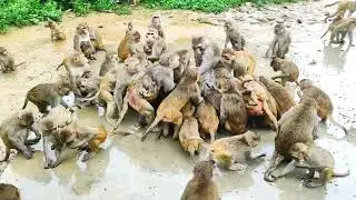 इतनी भूखी वानर सेना 😥😥|| itni bhuki vanar sena #monkey #vanar