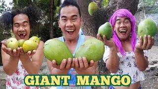 Ang Mangga ni Bebang | Madam Sonya Funny Video