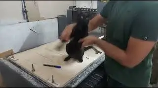 Black cat dance