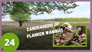 ZANDHAGEDIS bij PLANKEN WAMBUIS - wandelvlog 24