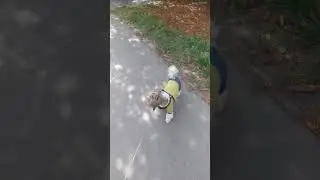 Тедди Алабаевич на прогулке