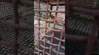 Літня хатина для ручного кроля