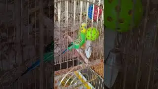 Степан с утра активный как никогда