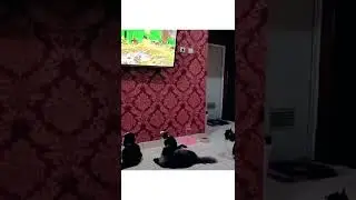 Cats Gang Watching Tv||Pets Land #Shorts