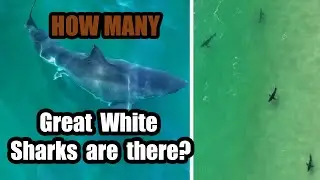 10,000 Great White Sharks?! How many are really out there?