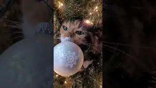 Скоро Китайский Новый год...