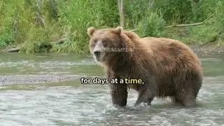 The Majestic Life of Wild Bears
