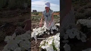 Мощная Петуния с крупными цветками🌺петуния ИЗИ ВЕЙВ ВАЙТ | usadba-semena.ru