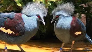 The Leningrad zoo. Western crowned pigeon (2020)