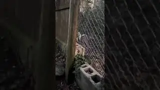 День енота