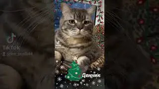 #cat #кот #пожелания #новыйгод