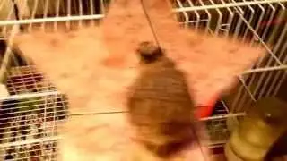 Tu codorniz en casa