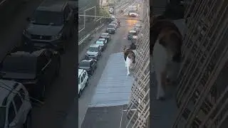 Рисковая cat накозырьке#врекомендации#naturelovers #nature#travel#funnyvideo#funny#funnymoments#song