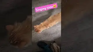 😺🐈🐈‍⬛ 3 cats, 3 different meows