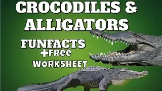CROCODILIANS 🐊 Funfacts #1 +Worksheet (free download)