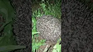 Riccio in giardino parte 2 
