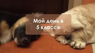 Мой день в 5 классе | видеодневник | timothée