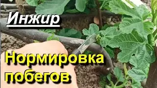 Инжир. Нормировка побегов. 2024 05 06