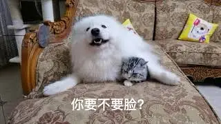 这海豹吵架从来没输过！