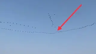 Thousands of birds flying together