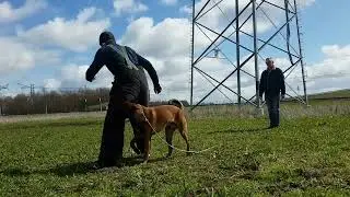 Police dog training with Malinois SJEF, age 10 months.