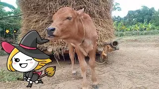 cow videos | cow funny video tik tok🐄