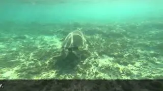 HONU