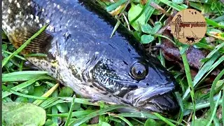 Очень страшная но вкусная.Как приготовить динозавра.Рыбалка на пруду. Сamping ,fishing,bushcraft,