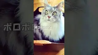 ボロボロの洗濯物かごが大好きな我が家の猫/My cat loves tattered laundry baskets #shorts
