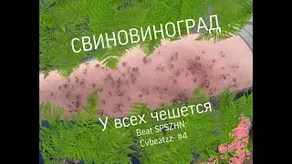 Свиновиноград - У всех чешется
