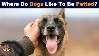 Where Do Dogs Like To Be Petted?