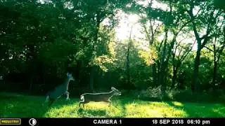 Deer Fight