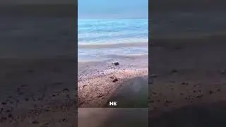 Смелая рыба совершила невозможный ПРЫЖОК🤯🐟🌊
