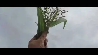 Выехал косить свою суданку
