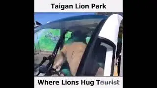 Parque de leones Taigan