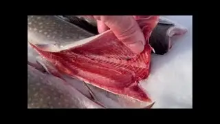 Pomialuk Ice Fishing Trip
