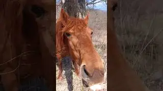 с. Амгу