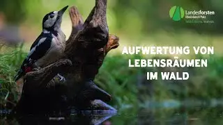 Aufwertung von Lebensräumen im Wald - Landesforsten Rheinland-Pfalz