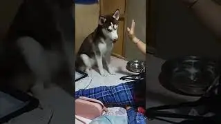Baby Paprika 1st Video