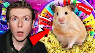 Can I Win a Pet HAMSTER at the Arcade?