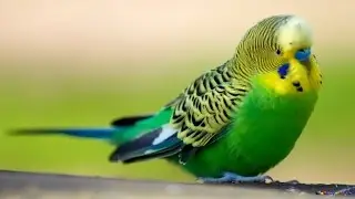 Смешной попугай кеша танцует / PARROT DANCES