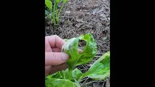 Hosta Captain's Adventure( Хоста Капитанс Адвенчер)
