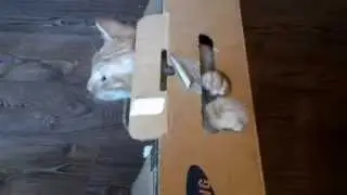 Реджинальд