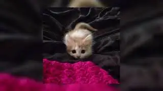 лялька - трахаца(speed up)