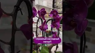 #орхидеи