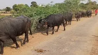 Rajasthan Village visit this year. Enjoy. Peacock Cow Birds Lake and Natural beauty