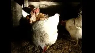 Разведение кур: яйца – круглый год. Урожайные грядки.