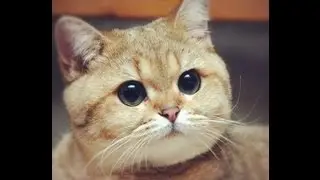 [World Of Tanks] Покатушки с "пидрилой" точнее, Никитой.