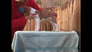 Asa Boy1 Burner x Audrey 6 wks