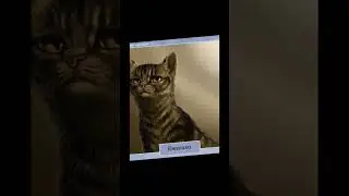 Рил те самые Белка и Ежевика